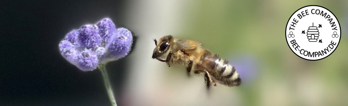 The Bee Company Logo